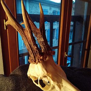 Roe Deer European Skull Mount