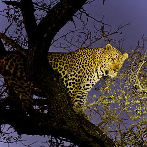 Leopard in South Africa