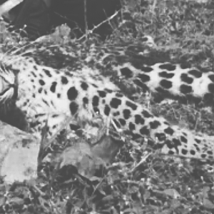 Hunt Leopard in India
