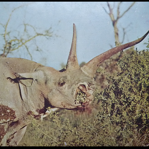 Black Rhino 'Gertie' of Kenya