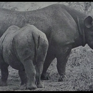 Black Rhino 'Gertie' of Kenya