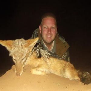 Jackal Hunting Sunset Safaris