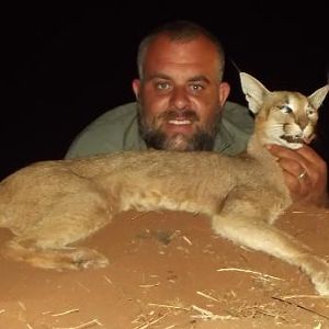 Caracal Hunting Sunset Safaris