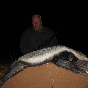 African Honey Badger Hunting Sunset Safaris