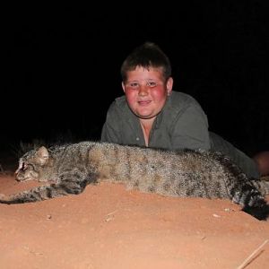 African Wildcat Hunting Sunset Safaris