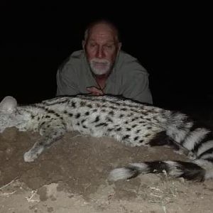 Genet Cat Hunting Sunset Safaris