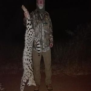 Serval Hunting Sunset Safaris