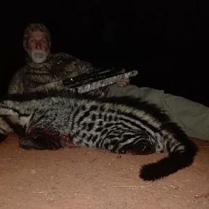 Civet Hunting Sunset Safaris