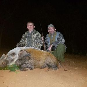 Bushpig Hunting Sunset Safaris