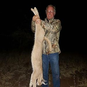 Caracal Hunting Sunset Safaris