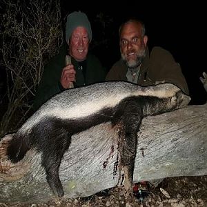 African Honey Badger Hunting Sunset Safaris