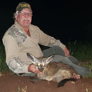 Bat-eared Fox Hunting Sunset Safaris