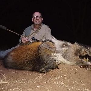 Bushpig Hunting Sunset Safaris