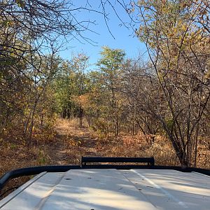 Hunting Buffalo in Zambia