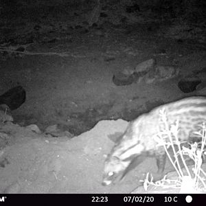 Zambia Trail Cam Pictures Civet