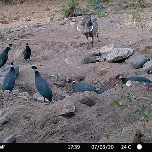 Trail Cam Pictures of Crested Guineafowl & Warthog in Zambia