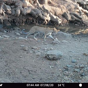 Zambia Trail Cam Pictures Leopard
