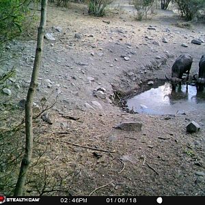 Trail Cam Pictures of Cape Buffalo in Zambia