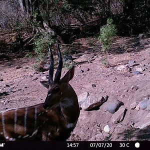 Zambia Trail Cam Pictures Bushbuck