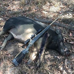 Hunting Boar Australia