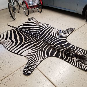 Crawshay's Zebra Rug Taxidermy
