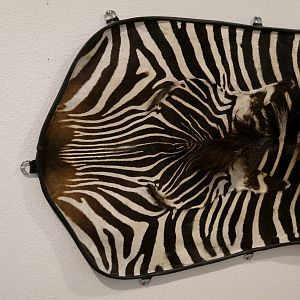 Crawshay's Zebra Rug Taxidermy