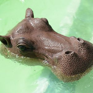 Hippo Floating Target on Hippo hunt shooting range