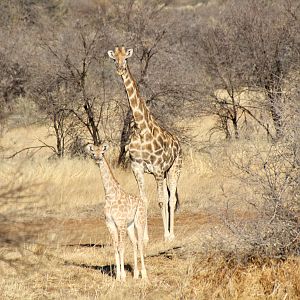 Giraffe sighting