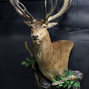 Red Stag Wall Mount Taxidermy