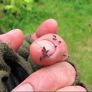 Kiwi Sand Flies