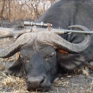 Tanzania Hunting Buffalo