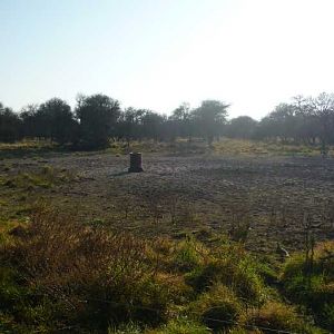 Wild Boar Hunting Argentina