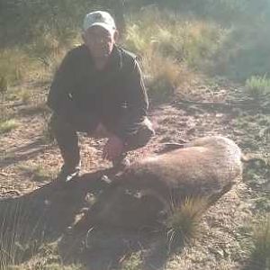 Boar Hunt Argentina