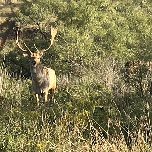 Fallow Deer Texas USA