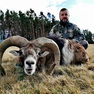 Mouflon Hunting