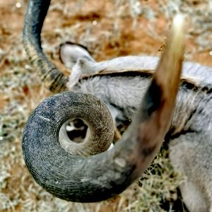 Curl of Kudu Horn