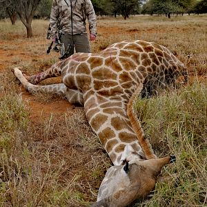 Bow Hunting Giraffe in South Africa