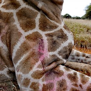 Bow Hunt Giraffe in South Africa