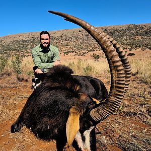 South Africa Hunt Sable Antelope