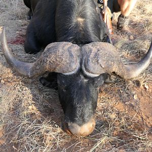 Hunt Cape Buffalo in South Africa