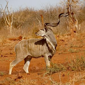 Kudu in South Africa