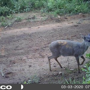 Blue Duiker Trail Cam Pictures South Africa