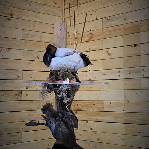 Pair Of Canvasbacks Full Mount Taxidermy