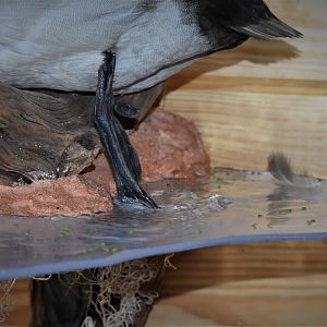 Pair Of Canvasbacks Full Mount Taxidermy