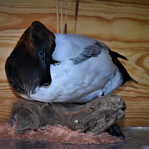 Pair Of Canvasbacks Full Mount Taxidermy