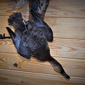 Pair Of Canvasbacks Full Mount Taxidermy