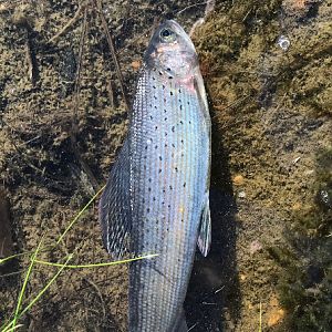 Fishing Rainbow Trout in USA