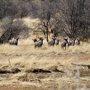 Blue Wildebeest in Namibia