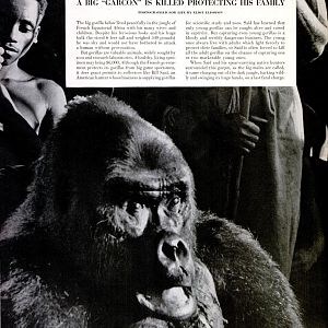 Life Goes On A Gorilla Hunt