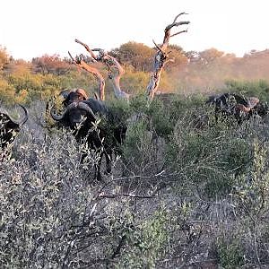 Limpopo Buff return to the death below